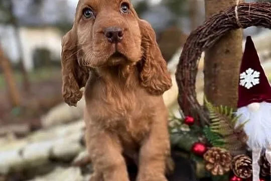 Cudowny piesek Cocker Spaniel Angielski z rodowodem wielopokoleniowym, Małopolskie, Kraków