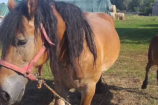 Klacz sokólska ze źróbka, Lubelskie, Biała Podlaska