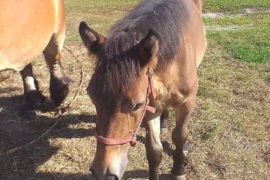 Klacz sokólska ze źróbka, Lubelskie, Biała Podlaska