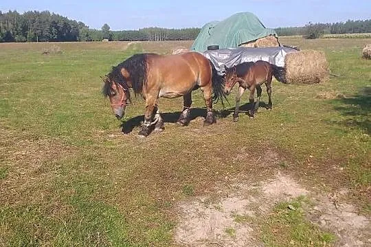 Klacz sokólska ze źróbka, Lubelskie, Biała Podlaska