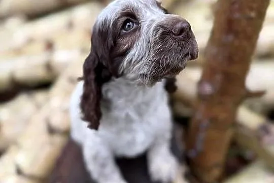 Jedyna taka! Wyjątkowa sunia Cocker Spaniel Angielski Liver Roan rodowód, Mazowieckie, Warszawa