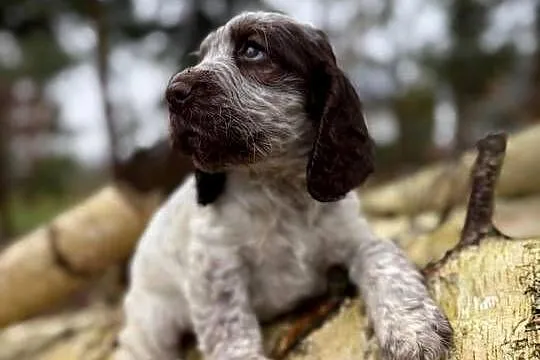 Jedyna taka! Wyjątkowa sunia Cocker Spaniel Angielski Liver Roan rodowód, Mazowieckie, Warszawa