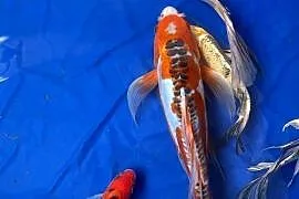 Karp koi long Fin Butterfy Dragon Fin Olsztyn