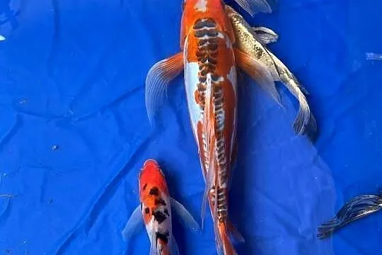 Karp koi long Fin Butterfy Dragon Fin Olsztyn, Warmińsko-mazurskie, Olsztyn
