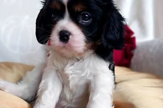 Cavalier King Charles Spaniel