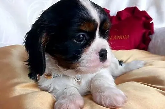 Cavalier King Charles Spaniel, Opolskie, Strzelce Opolskie