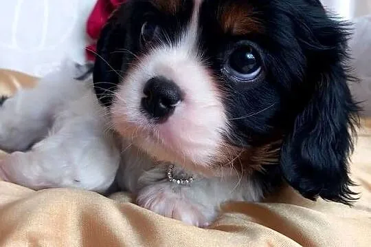 Cavalier King Charles Spaniel, Opolskie, Strzelce Opolskie