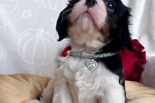 Cavalier King Charles Spaniel, Opolskie, Strzelce Opolskie