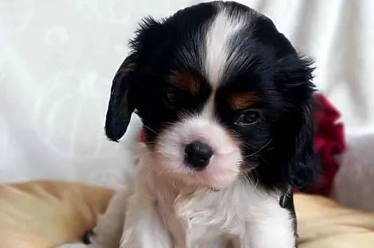 Cavalier King Charles Spaniel, Opolskie, Strzelce Opolskie