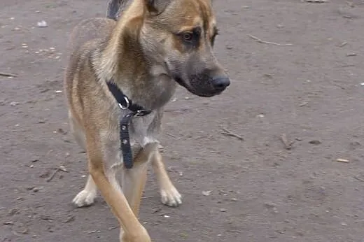 roczny Dyzio do adopcji!,  mazowieckie Piastów