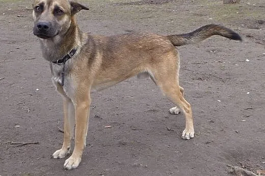 Roczny Dyzio do adopcji!,  mazowieckie Piastów