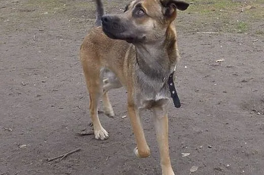 Roczny Dyzio do adopcji!,  mazowieckie Piastów