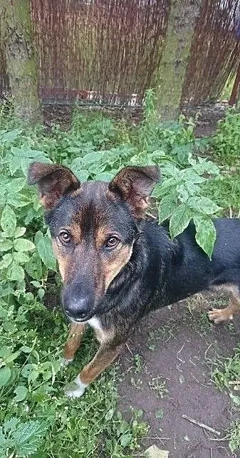 Szafir, młody, wesoły psiak szuka domu!, Mazowieckie, Warszawa