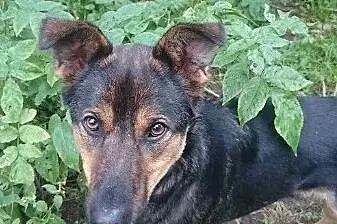 Szafir, młody, wesoły psiak szuka domu!, Mazowieckie, Warszawa