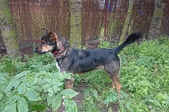 Szafir, młody, wesoły psiak szuka domu!, Mazowieckie, Warszawa