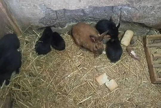 Samica z młodymi sztuk 6 polecam