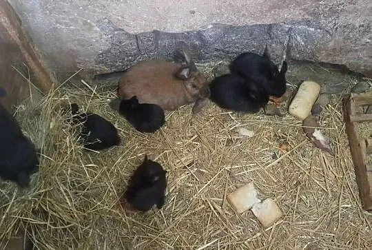 Samica z młodymi sztuk 6 polecam, Świętokrzyskie, Czarzyzna