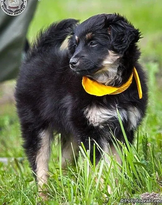 Pilna adopcja, Owczarek niemiecki cała Polska