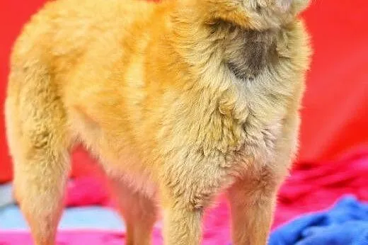 Wesoły, przytulak Punio szuka domu .ADOPCJA !,  łó