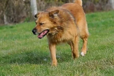 Teddy przytulak, pieszczoch czeka na przyjazny dom