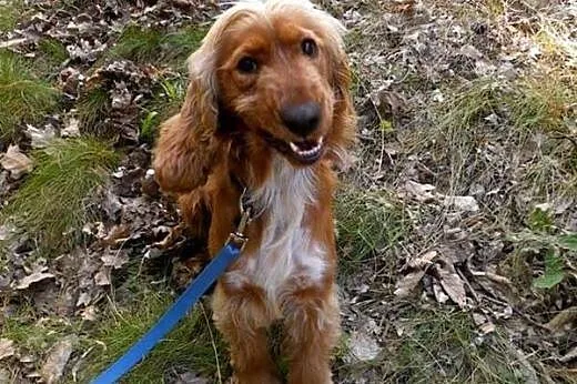 Roczny, żywiołowy cocker spaniel Snupek ADOPCJA, Kundelki cała Polska