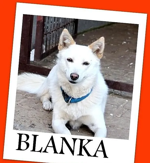 BLANKA-nieśmiała,łagodna,średnia(13kg) suczka ster