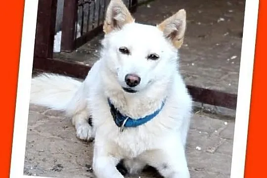 BLANKA-nieśmiała,łagodna,średnia(13kg) suczka ster