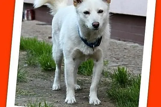 BLANKA-nieśmiała,łagodna,średnia(13kg) suczka ster