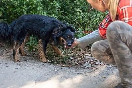 Haker szuka kochającego domu,  wielkopolskie Pozna