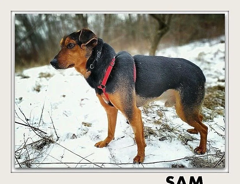 SAM,średni,przyjazny,łagodny,szczepiony piesek.ADOPCJA, , Wrocław