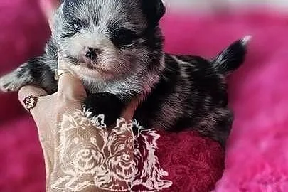 Szpic Miniaturowy/Pomeranian sunia Blue Merle PASZPORT