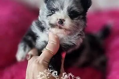 Szpic Miniaturowy/Pomeranian sunia Blue Merle PASZPORT, Łódzkie, Sędziejowice