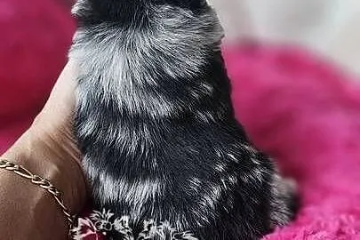 Szpic Miniaturowy/Pomeranian sunia Blue Merle PASZPORT, Łódzkie, Sędziejowice
