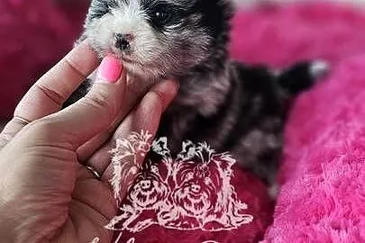 Szpic Miniaturowy/Pomeranian sunia Blue Merle PASZPORT, Łódzkie, Sędziejowice