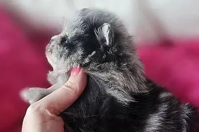 Szpic Miniaturowy/Pomeranian sunia Blue Merle PASZPORT, Łódzkie, Sędziejowice