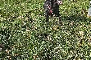 Kacper -czarny labrador do adopcji,  dolnośląskie 