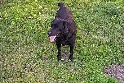 Kacper -czarny labrador do adopcji,  dolnośląskie 