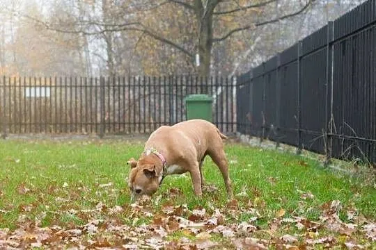 Cudowna Róża - dogaduje się z psami i gryzoniami