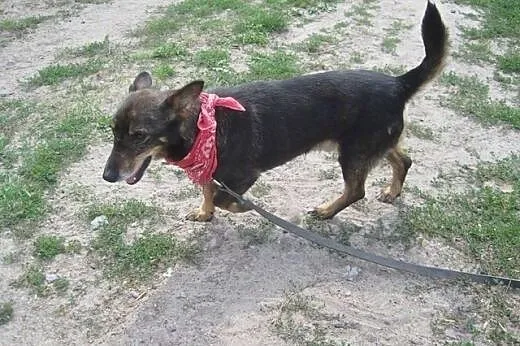 Gacek czeka na uśmiech losu!,  mazowieckie Warszaw