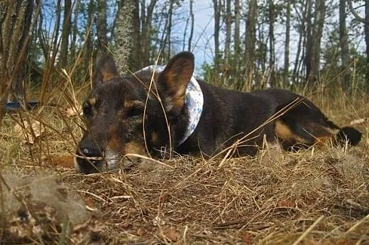 Gacek czeka na uśmiech losu!,  mazowieckie Warszaw