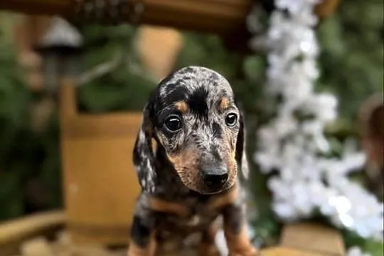 Cudowny! Piesek jamnik miniaturowy blue merle z rodowodem