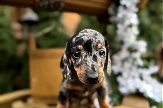 Cudowny! Piesek jamnik miniaturowy blue merle z rodowodem, Mazowieckie, Warszawa