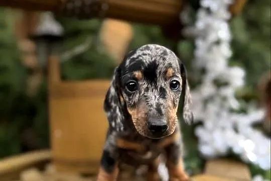 Cudowny! Piesek jamnik miniaturowy blue merle z rodowodem, Mazowieckie, Warszawa