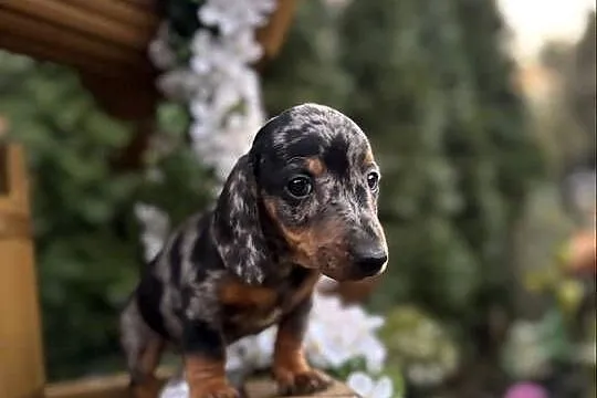 Cudowny! Piesek jamnik miniaturowy blue merle z rodowodem, Mazowieckie, Warszawa