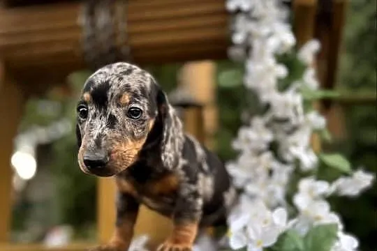 Cudowny! Piesek jamnik miniaturowy blue merle z rodowodem, Mazowieckie, Warszawa