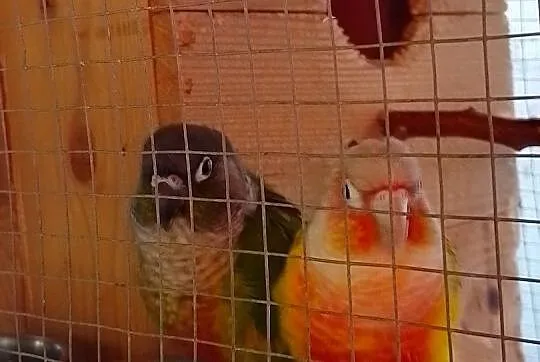 Rudosterki 3 dorosłe pary lęgowe, Podkarpackie, Hyżne