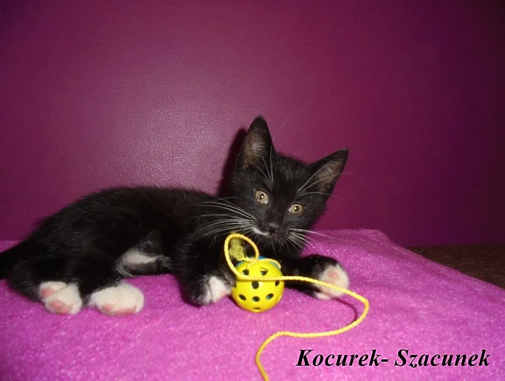 2 miesięczne kocurki do adopcji: Szacunek, Optymiz