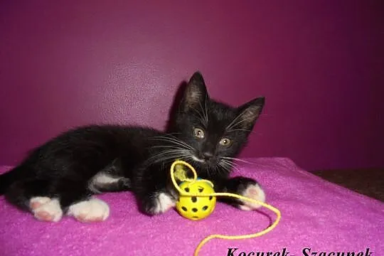 2 miesięczne kocurki do adopcji: Szacunek, Optymiz