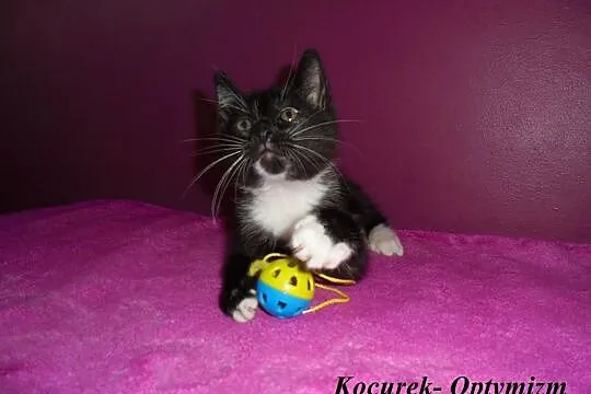 2 miesięczne kocurki do adopcji: Szacunek, Optymiz