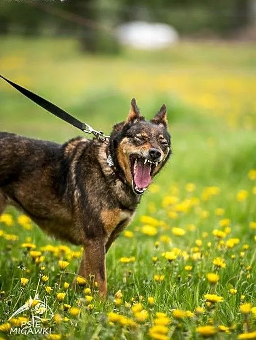 Megi - wrażliwa, ułożona, cud psia istota do adopc